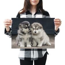 malamute puppies for sale  SELBY