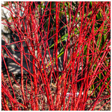 Red dogwood 3ft for sale  Shipping to Ireland