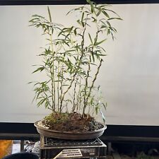 plants bamboo pots for sale  Mount Sinai