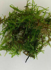 Christmas moss 10g for sale  NEWTON ABBOT