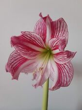 Hippeastrum Autumn Pink Lady - 1 bulb varied leaves about 3cm Seeglings for sale  Shipping to South Africa