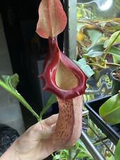 Nepenthes ventricosa hot for sale  Clinton