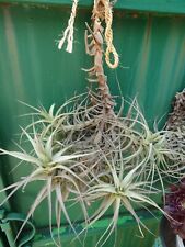 Tillandsia aéoniums d'occasion  Saint-Cyprien