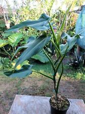 Philodendron sagittifolium pla for sale  Hollywood