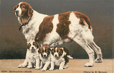 Postcard 2064 chiens d'occasion  Expédié en Belgium