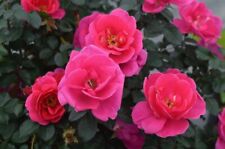 Rare roses pink for sale  Albuquerque