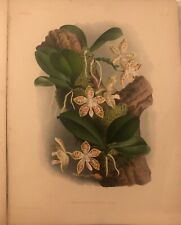 Phalaenopsis sumatrana korth d'occasion  Paris IV