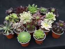 Aeonium collection for sale  CHERTSEY