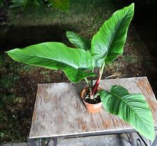 Philodendron rugapetiolatum cl for sale  Hollywood