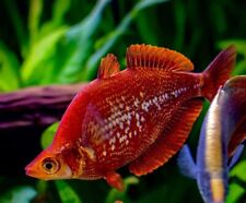 Red rainbow fish for sale  LONDON
