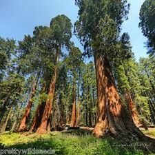 Sequoiadendron giganteum giant for sale  DARLINGTON
