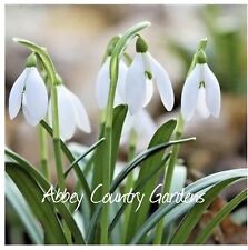 Single snowdrop quality for sale  WISBECH