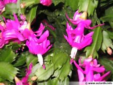 Bouture schlumbergera truncata d'occasion  Toulouse-