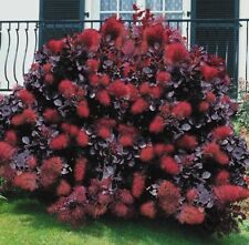 Cotinus royal purple for sale  DUDLEY