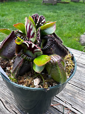 large plant pot for sale  Portland