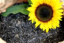 Sonnenblumenkerne schwarz ernt gebraucht kaufen  Pfedelbach