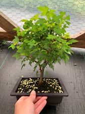 Trident maple bonsai for sale  Louisburg