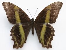 Butterfly female papilio for sale  Shipping to Ireland