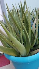 Aloe vera leaf for sale  Lompoc