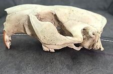 Real beaver skull for sale  Fairgrove