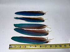 Macaw feathers inches for sale  Medina