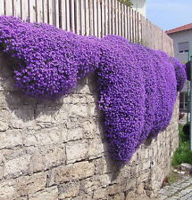 Aubretia royal violet for sale  Shipping to Ireland