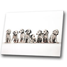 Animal canvas prints for sale  STRABANE
