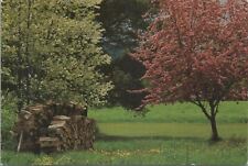 Trees postcard cordwood for sale  WATERLOOVILLE