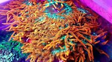 Colorado sunburst anemones for sale  LONDON