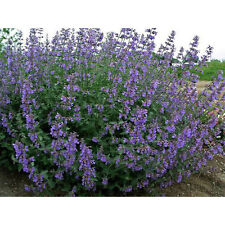 Nepeta racemosa hill d'occasion  Basse-Goulaine