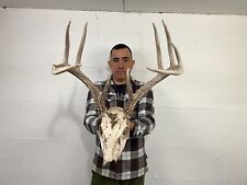 european mount deer skull for sale  Delphos