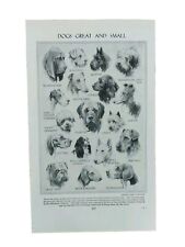 Página de libro de animales razas de perros vintage de los años 30 impresión litográfica razas de perros mascotas segunda mano  Embacar hacia Mexico