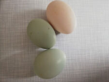 Hatching eggs english for sale  Shipping to Ireland
