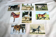 Pferdepostkarte pferde poster gebraucht kaufen  Glan-Münchweiler-Umland
