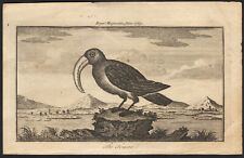 1769 Rare gravure Toucan toco Oiseau Ramphastidae Ornithologie comprar usado  Enviando para Brazil