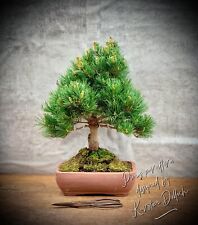 Pinus parviflora pentaphylla gebraucht kaufen  Golßen