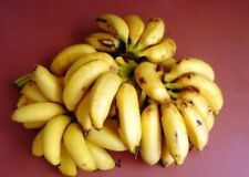 Yellow baby banana for sale  USA