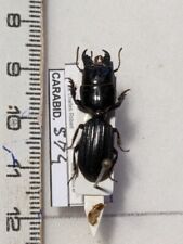 Carabidae scaritidae ssp d'occasion  Gorron