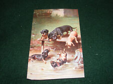 Used, VINTAGE POSTCARD ART DACHSHUND DOG HOUND PUPPIES BY ERNEST NISTER for sale  Shipping to South Africa