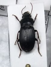 Harpalus rubripes coleoptera usato  Merate