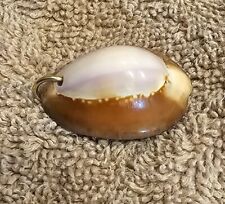 Conch sea shell for sale  Leesburg