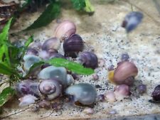 Baby mystery snails for sale  Saint Petersburg