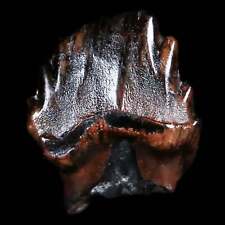 0.5 ankylosaurus fossil for sale  Shipping to Ireland