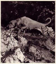 Dog coonhound redbone for sale  Lake Villa