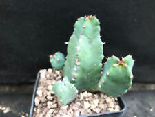 Euphorbia resinifera vivaio usato  Massafra