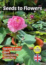 Sacred lotus nelumbo for sale  STOKE-ON-TRENT