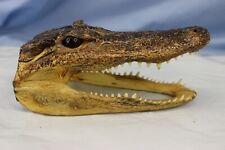 Genuine alligator head for sale  Walthill