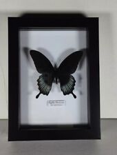 Papilio memnon framed for sale  NEWARK