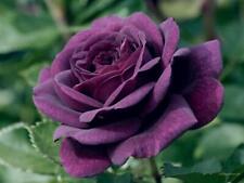 Dark purple rose for sale  Wilmington