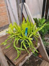 Rhipsalis sulcata epiphyllum plant  in hanging pot for sale  SUTTON-IN-ASHFIELD